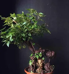 Maintenance Methods for Polygonum Multiflorum Bonsai (Creating a Beautiful Bonsai Starts with Maintenance) 3
