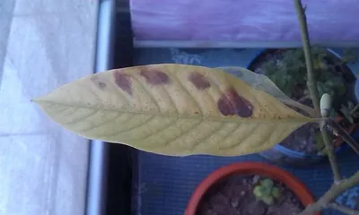 Causes and Treatments for Yellowing Leaves of Michelia (Care Techniques to Revitalize Michelia)