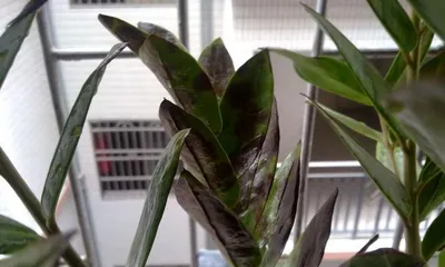 Reasons and Treatment Methods for Yellowing Leaves of Michelia (Care Tips to Revitalize Your Michelia) 2