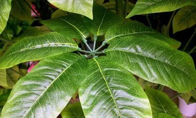 Reasons and Treatment Methods for Yellowing Leaves of Michelia (Care Tips to Revitalize Your Michelia) 3