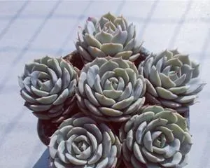 The Care Secrets of Snowland Succulents (Creating Healthy and Beautiful Succulents)