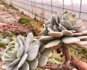 Care Secrets for the Succulent