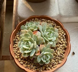 Care Secrets for the Succulent