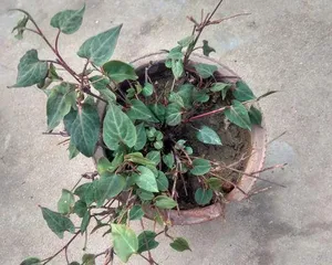 The Cultivation and Care of Polygonum multiflorum (Master the cultivation methods and care tips of Polygonum multiflorum to make your Polygonum multiflorum healthier)