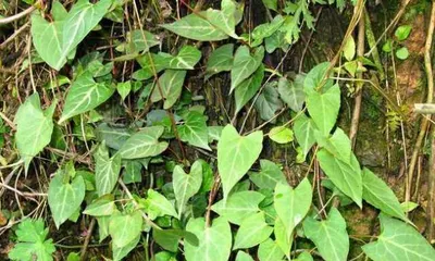 Planting and Care of Fo-ti (Master the planting methods and care points of Fo-ti to make your Fo-ti healthier) 2