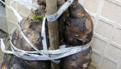 Planting and Care of Fo-ti (Master the planting methods and care points of Fo-ti to make your Fo-ti healthier) 3
