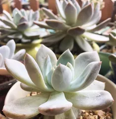 Succulent Snow莲 Care Guide (Creating Beautiful Succulent Snowlamps)