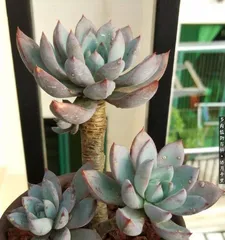 Succulent Snow Lotus Care Guide (Creating a Beautiful Succulent Snow Lotus) 2