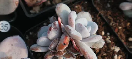 Succulent Snow Lotus Care Guide (Creating a Beautiful Succulent Snow Lotus) 3