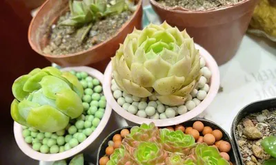 Care Methods for Succulents (Master the Watering Techniques of Succulents to Help Them Grow Strong and Healthy)