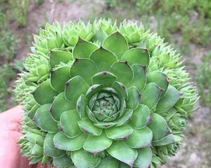 How to choose the right pot to grow Echeveria 'Lobivia' (Introducing the most important step in caring for Echeveria 'Lobivia')