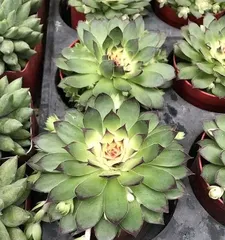 如何选择合适的盆来养多肉观音莲(为您介绍多肉观音莲养护过程中最重要的一步)2