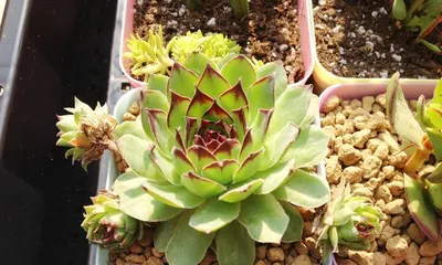 如何选择合适的盆来养多肉观音莲(为您介绍多肉观音莲养护过程中最重要的一步)3