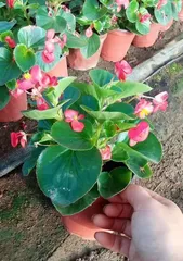 Cutting Techniques for Flowering Quince (Best Time, Steps, and Precautions)