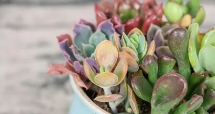 How to Care for Succulents (Mastering Watering Techniques for Healthy Growth) 3