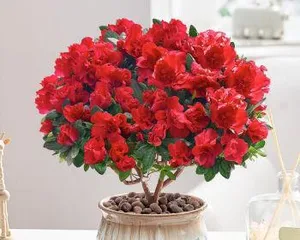 The Cultivation and Care of Azalea Old Stems (Essential Techniques for Creating a Beautiful Garden)