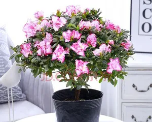 Cultivation and Care of Rhododendron Old Stumps (Essential Techniques for a Beautiful Garden) 2