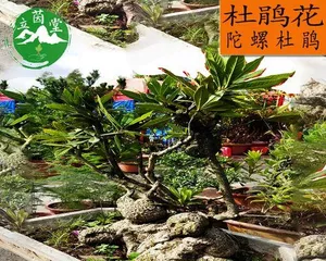 Cultivation and Care of Rhododendron Old Stumps (Essential Techniques for a Beautiful Garden) 3