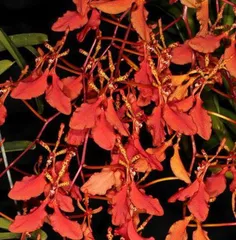 Care Tips for Flame Orchids (How to Grow Flame Orchids Healthy and Beautiful)