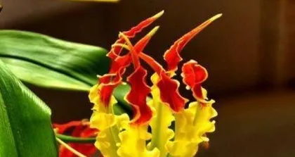 Flame Orchid Care Tips (How to Grow a Healthy and Beautiful Flame Orchid) 2