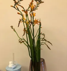 Flame Orchid Care Tips (How to Grow a Healthy and Beautiful Flame Orchid) 3
