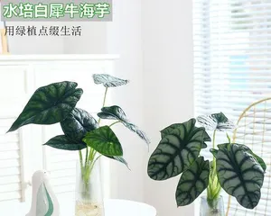How to Care for Dieffenbachia Indoors (How to Make Dieffenbachia Grow Healthily Indoors)