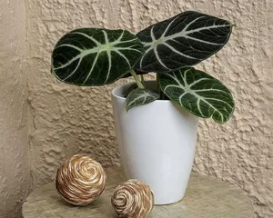 Indoor Care Methods for Anthurium (How to Keep Anthurium Healthy and Growing Indoors) 2