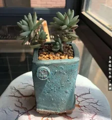 Cultivation Methods for String of Pearls (Detailed Introduction to the Care Techniques and Precautions for String of Pearls)