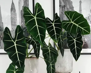 Indoor Care Methods for Anthurium (How to Keep Anthurium Healthy and Growing Indoors) 3