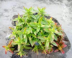 Cultivation method of Succulent Tree Ice (Detailed introduction to care techniques and precautions for Succulent Tree Ice)2