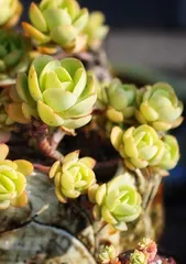 Cultivation method of Succulent Tree Ice (Detailed introduction to care techniques and precautions for Succulent Tree Ice)3