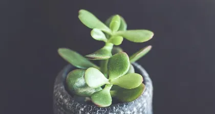 Explore Succulents (Classification, Characteristics, and Care Tips)