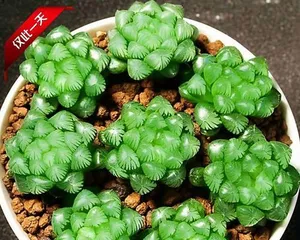 Exploring Succulent Plants (Classification, Characteristics, and Care Techniques) 2