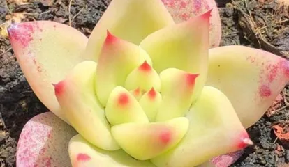 Exploring Succulent Plants (Classification, Characteristics, and Care Techniques) 3