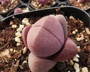 Care Tips for Echeveria 'Empress' (Creating Healthy and Thriving Succulent Angels)