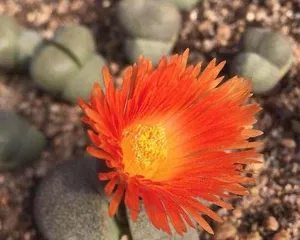 Care Tips for Pleiospilos nelii (Creating a Healthy and Lush Little Angel Succulent) 2