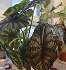 Flower Arranging Expert Teaches How to Care for Dieffenbachia (To Make Dieffenbachia Bloom Beautifully, You Must Master These Care Tips!)
