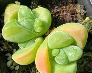 Care Tips for Pleiospilos nelii (Creating a Healthy and Lush Little Angel Succulent) 3