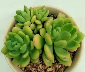 What to do about the etiolation of succulent Spring Bud (Causes and solutions for succulent Spring Bud etiolation)