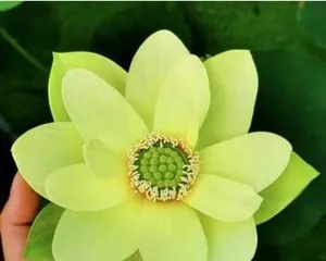 Cultivation Techniques for姜荷花 (From Understanding to Maintenance, Easily Create a Container Garden)