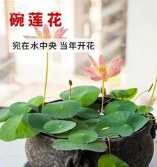 Canna Lily Cultivation Tips (From Basics to Care, Easily Create a Potted Garden) 2
