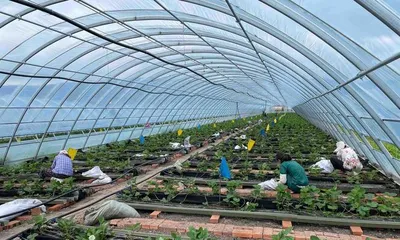 Strawberry Winter Care (Helping Strawberries Thrive in the Cold Winter)