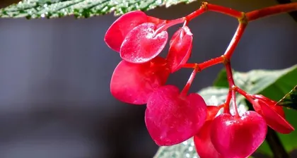 Canna Lily Cultivation Tips (From Basics to Care, Easily Create a Potted Garden) 3