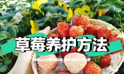 Winter Care for Strawberries (Letting Strawberries Thrive in the Cold Winter) 2