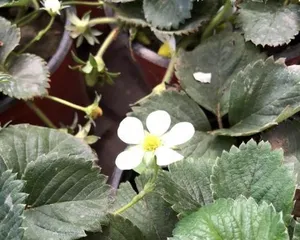 Winter Care for Strawberries (Letting Strawberries Thrive in the Cold Winter) 3
