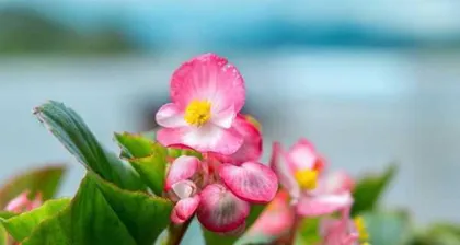 如何安全地过冬，正确养护海棠花？2