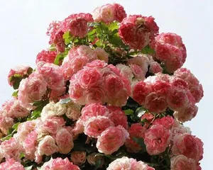 Growth characteristics and cultivation techniques of dragon fruit rose (exploring the vine or shrub identity of dragon fruit rose)