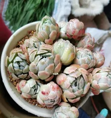 Care Methods for the Survival and Health of Succulent Berry (How to Keep Your Succulent Berry Thriving)