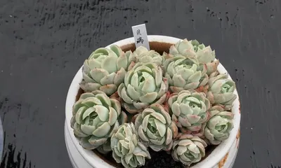 Care methods for the survival and condition of succulent berry (How to make your succulent berry flourish and thrive) 2