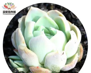 Care methods for the survival and condition of succulent berry (How to make your succulent berry flourish and thrive) 3